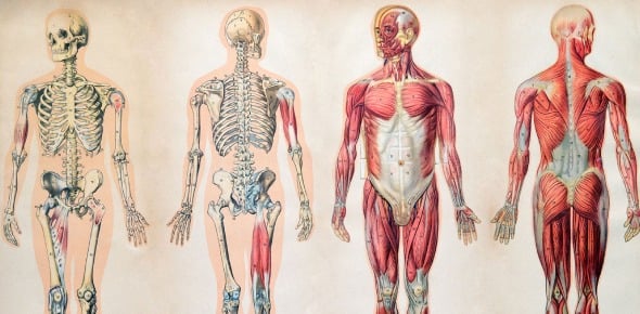  Anatomy Vocab About Cell And Tissues Flashcards